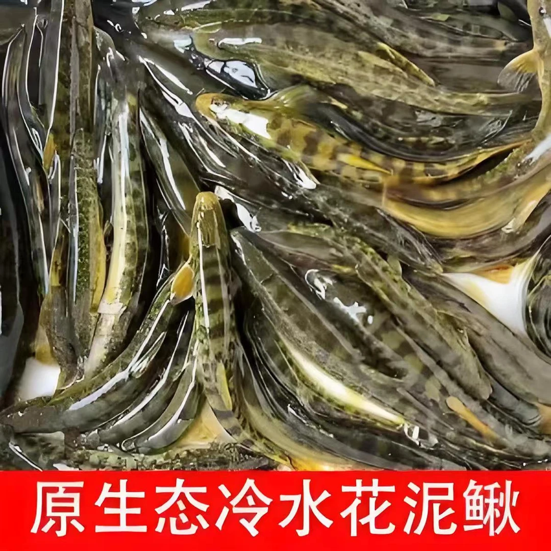 东北冷水花泥鳅大条二斤90条左右 顺丰快递包邮 活体发货