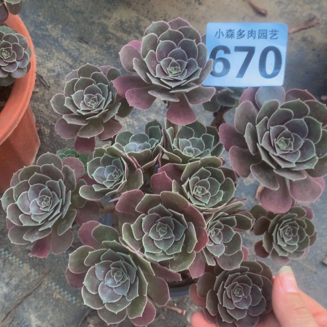 【闪购商品】670荷兰玫瑰多肉