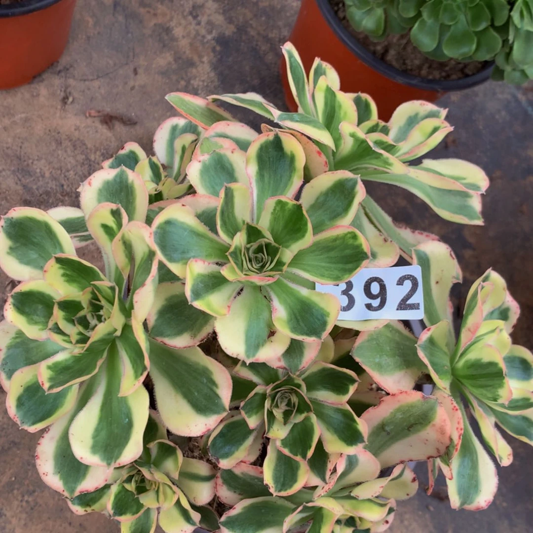 【闪购商品】392燕姿多肉