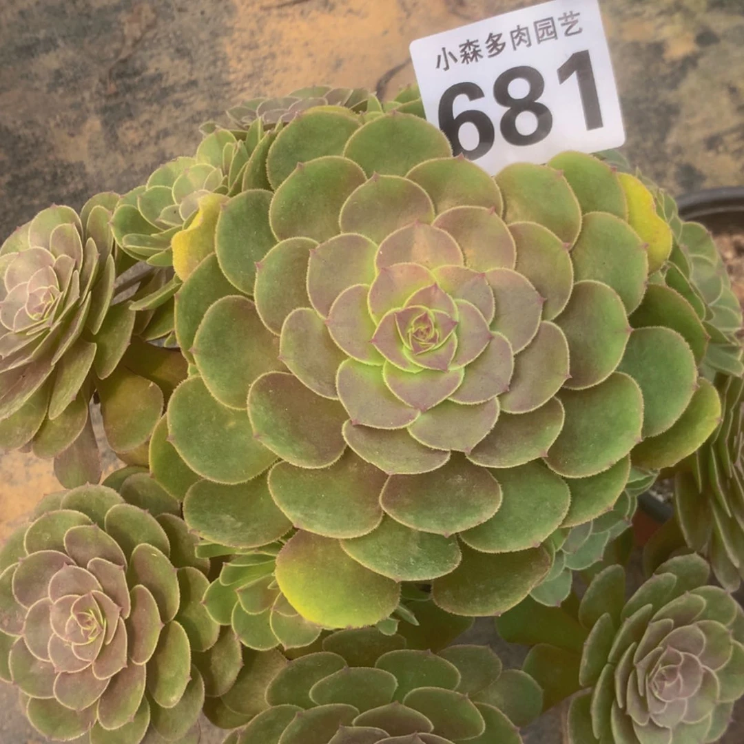 【闪购商品】681万圣节多肉
