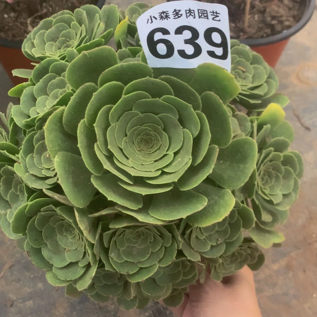 【闪购商品】639绿杨蓉多肉