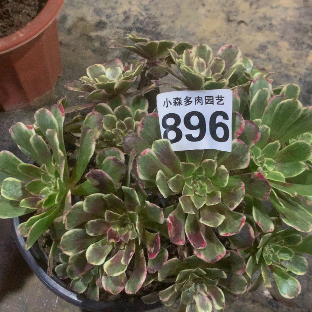 【闪购商品】896水墨画多肉