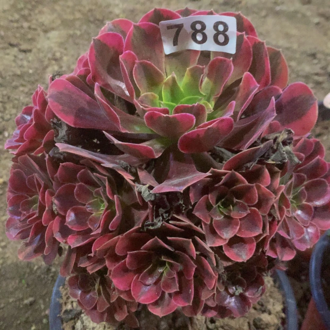 【闪购商品】788美杜莎多肉