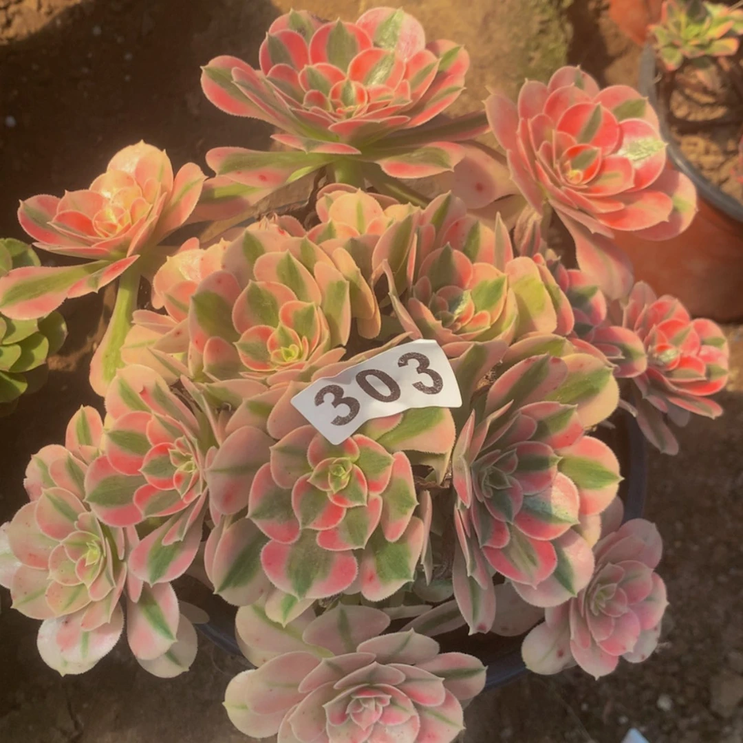 【闪购商品】303女巫多肉