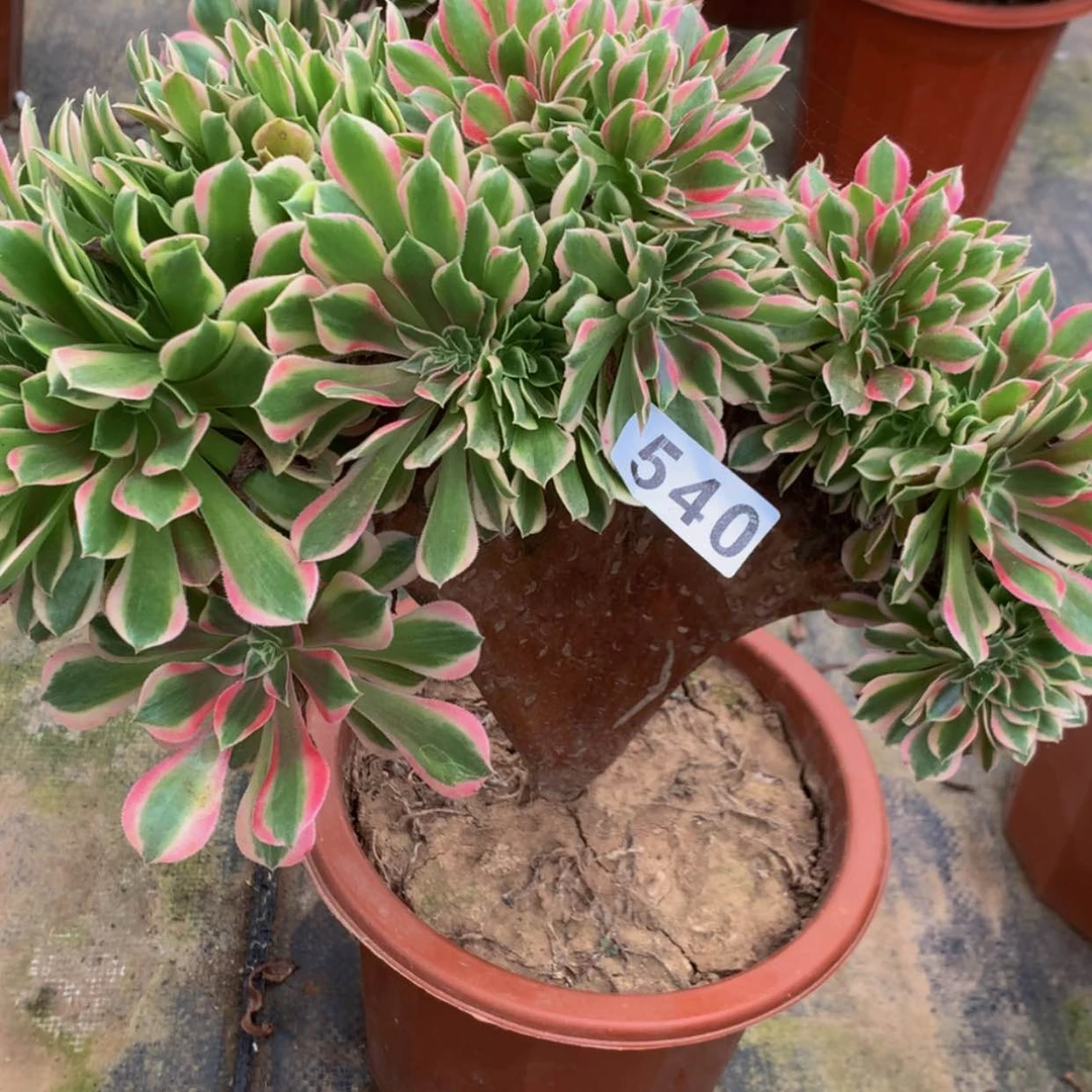 【闪购商品】540女神多肉