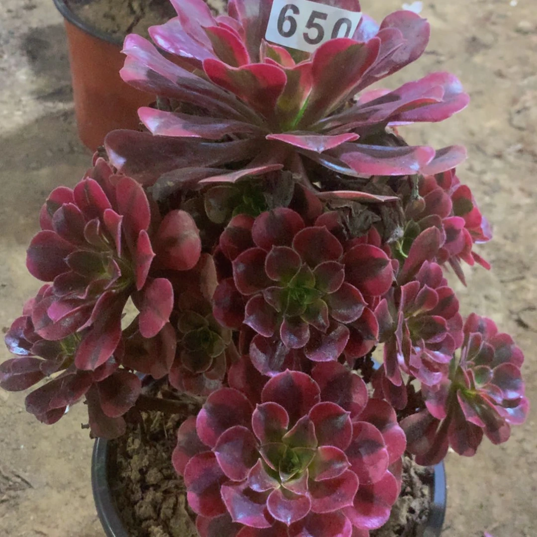 【闪购商品】650美杜莎多肉