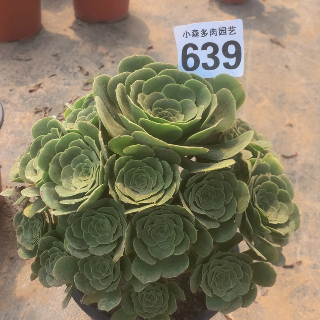 【闪购商品】639绿杨蓉多肉