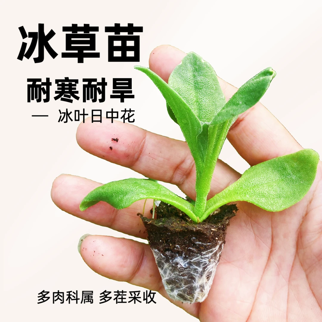 冰菜苗冰草苗日中花大叶蔬菜冰菜秧苗寿光种苗苗厂直发穴盘苗直播