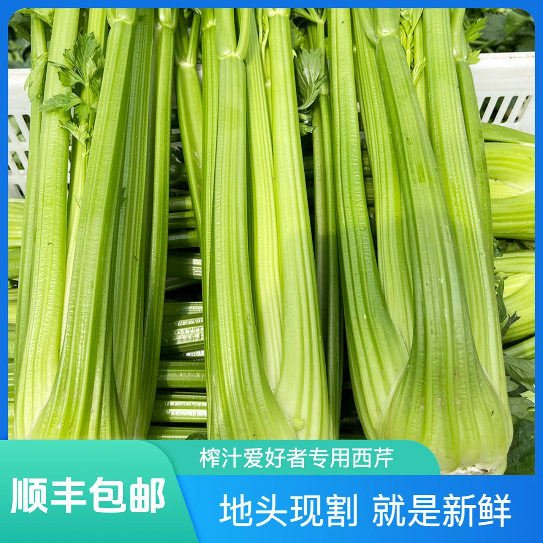 山东新鲜大西芹源产地直发现割现发3-9斤顺丰包邮榨汁专用健康
