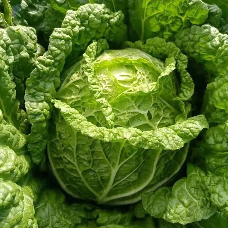 叶多多大白菜种子火锅菜白菜特大白菜山东冬储胶州秋冬蔬菜种子