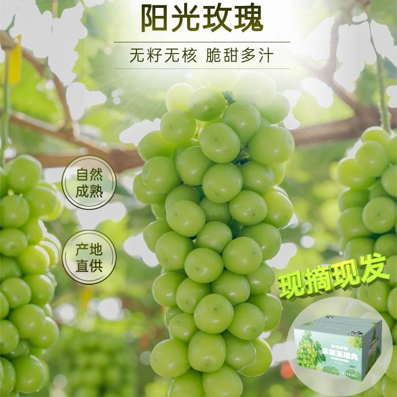 【5斤包邮 顺丰/京东】阳光玫瑰葡萄新鲜水果爆汁无籽无核晴王青提G