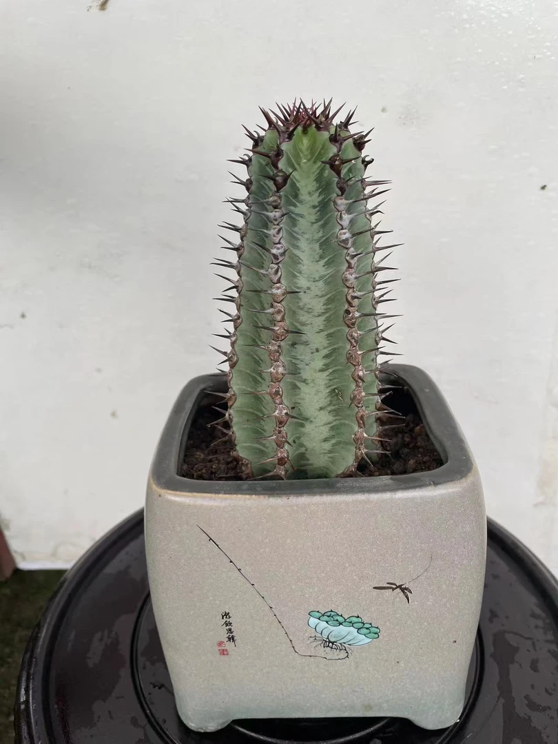 斑马大戟科  大戟科网红绿植