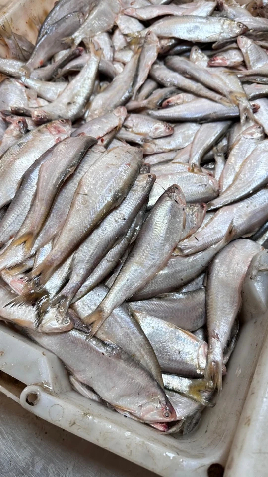 大连海鲜油扣4斤