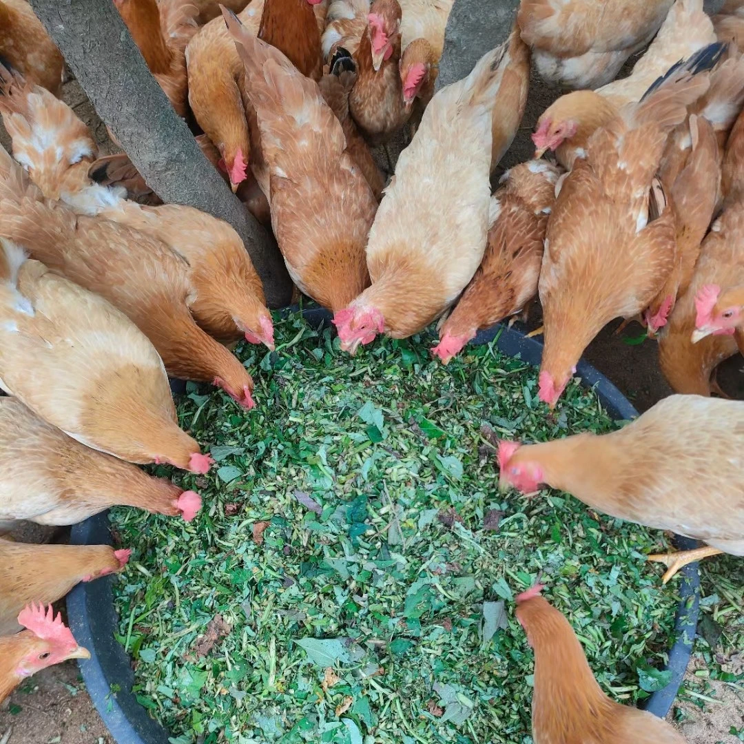 【山上放养走地鸡土鸡】260天毛重3.5斤杀好发货