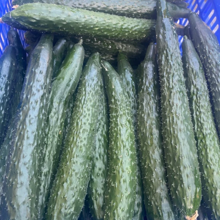 【5斤装本地青瓜】农家蔬菜露天有机肥种植