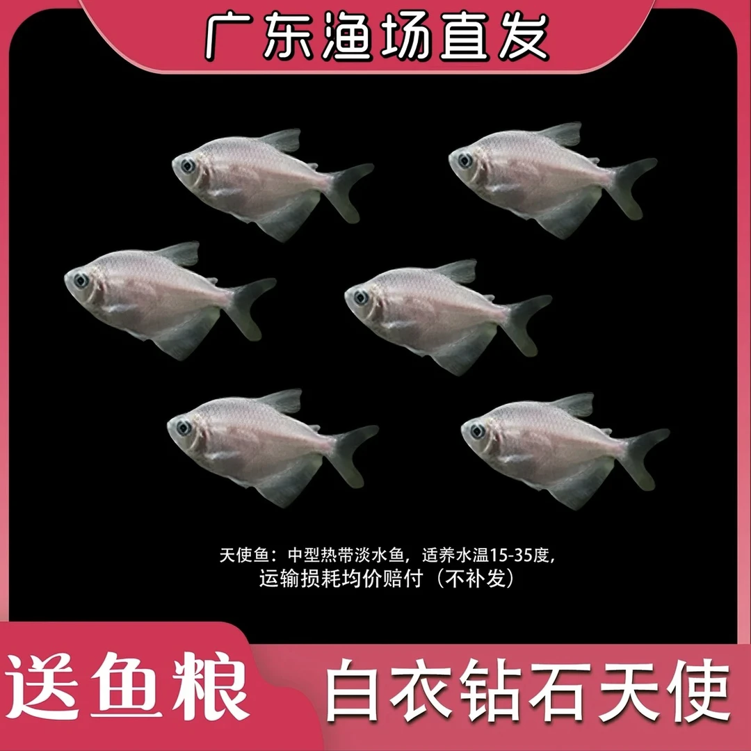 【福利款-白天使鱼】【顺丰包邮】观赏鱼小型热带鱼活体天使鱼好养