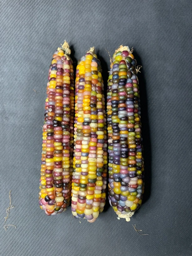 直播一物一拍工艺品手工收藏天然文玩玉米11号