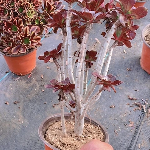 露*675巫毒多肉植物