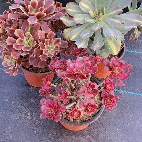 397法师3棵多肉植物