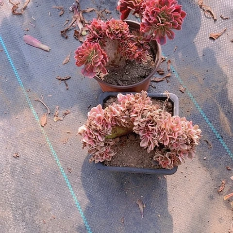 879粉女巫美杜莎缀化多肉植物