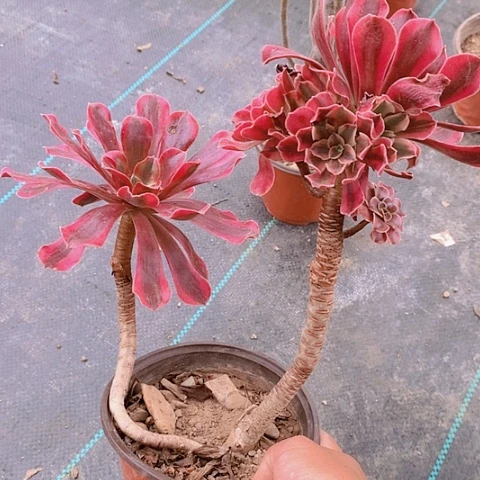 寒*雪693美杜莎多肉植物