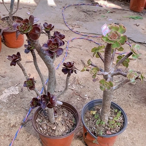 多肉植物两颗359