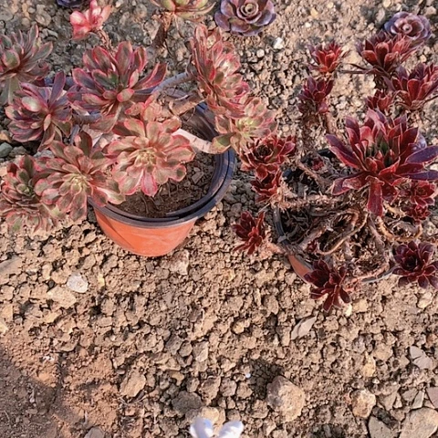 831两颗多肉植物