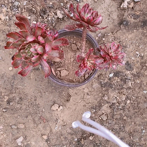 月**盐705紫霞多肉植物