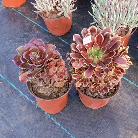 829魅金欧加丽多肉植物
