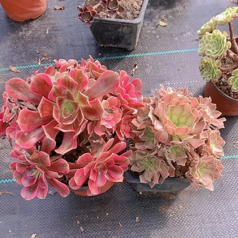 173美杜莎韶华多肉