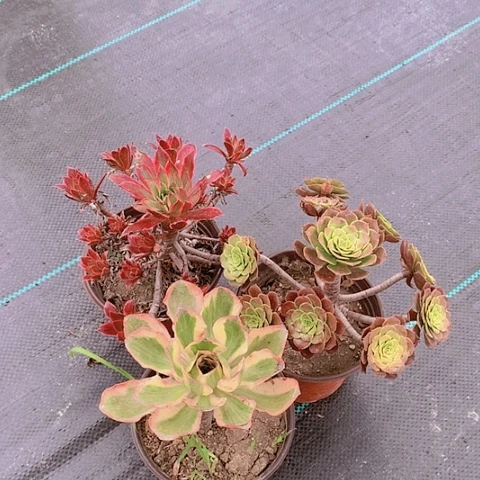 190三颗多肉植物