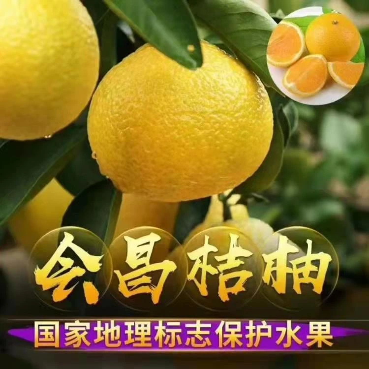 正宗江西赣南会昌甜桔柚 果园直发 应季水果带箱20斤 坏果包赔