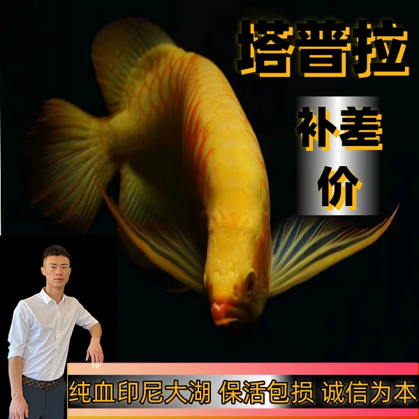 塔普拉龙鱼补差价专用链接-跟客服确认好再发货养殖拍精品饲养