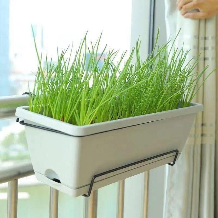 】四季小香葱种子菜种子易种阳台盆栽家庭菜籽葱种籽种