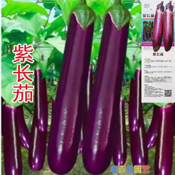 秋冬包】茄子种子高产四季播种紫红长茄种籽茄阳台菜四季