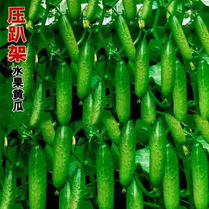 四季播种水果黄瓜种子高产不搭架盆栽新品种甜脆早熟生吃黄瓜种子