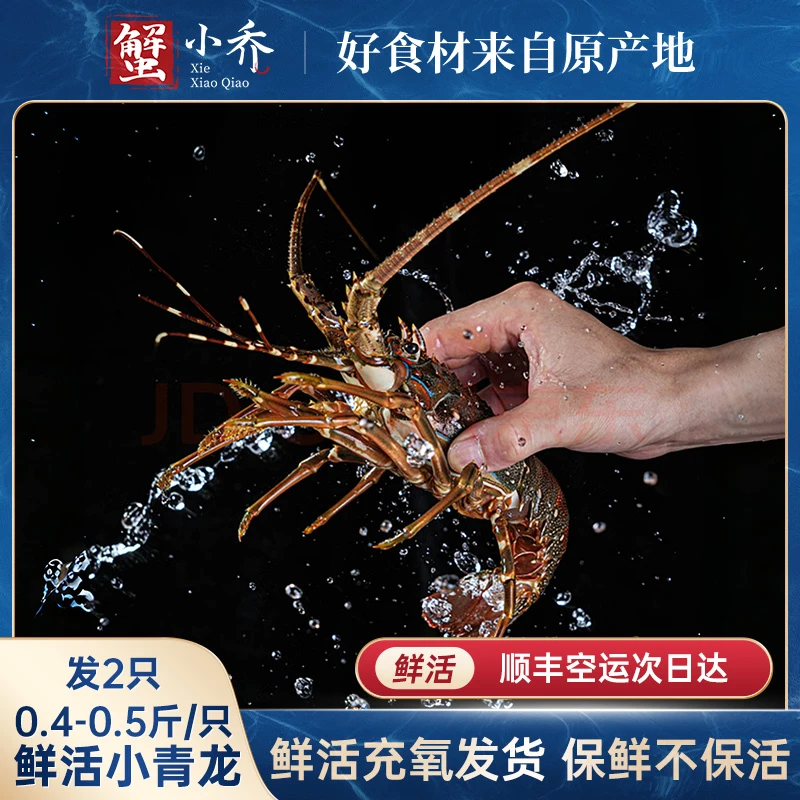【鲜活小青龙】2只装（0.4-0.5斤/只）龙虾超大特大海虾海鲜水产青龙
