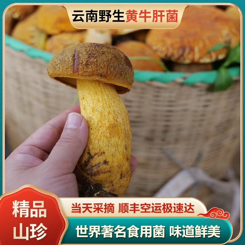 云南特产黄黑牛肝菌新鲜变色蘑菇现摘食用营养野生菌蘑非见手青