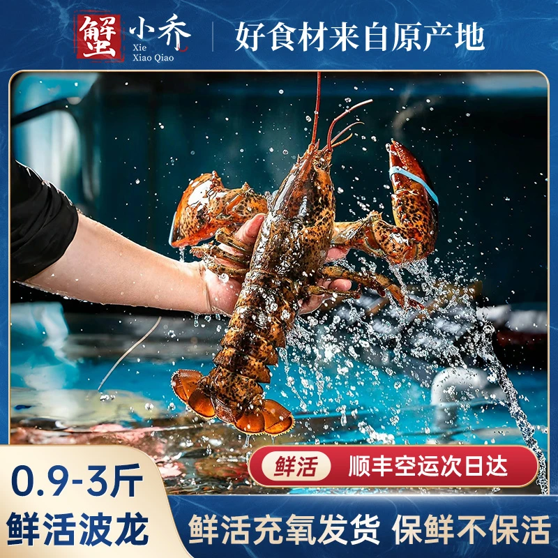 【鲜活波士顿龙虾】450-2500g/只特大龙虾波龙奥龙加拿大非冻品顺丰