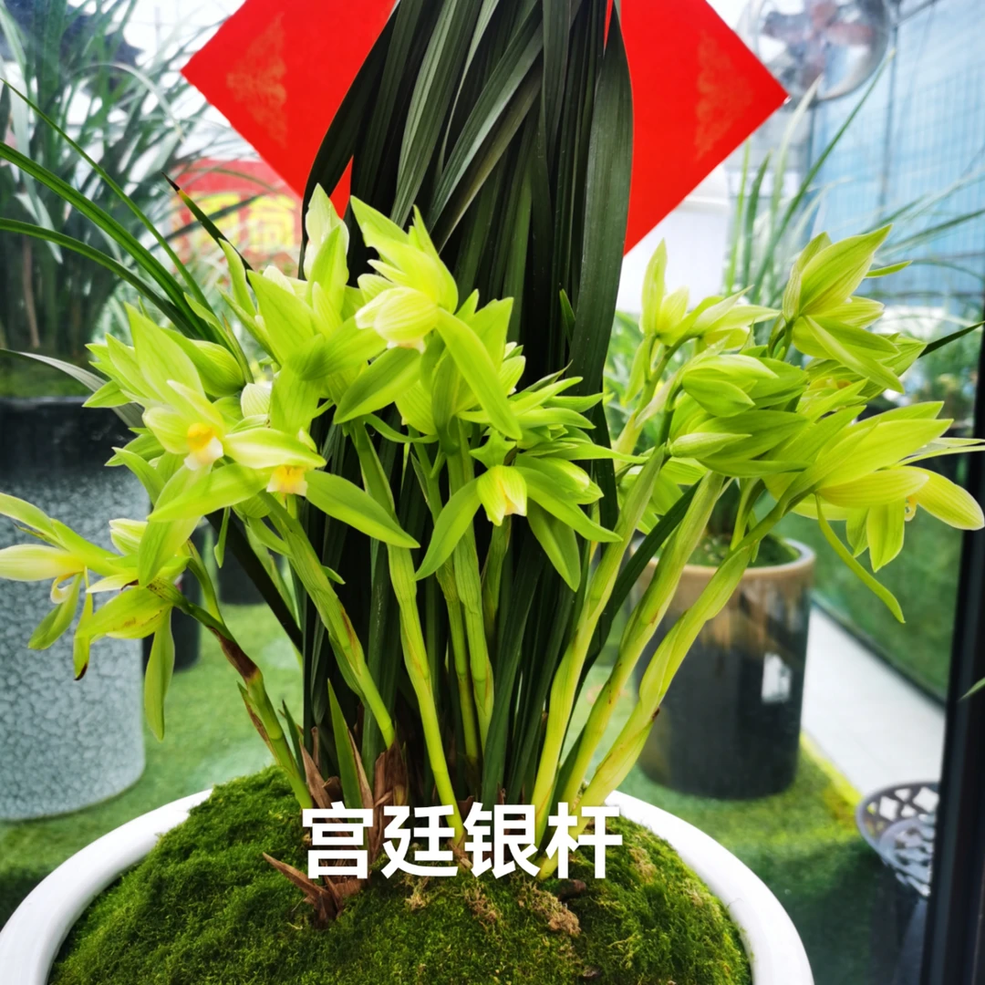 四川春剑宫廷银杆120四苗