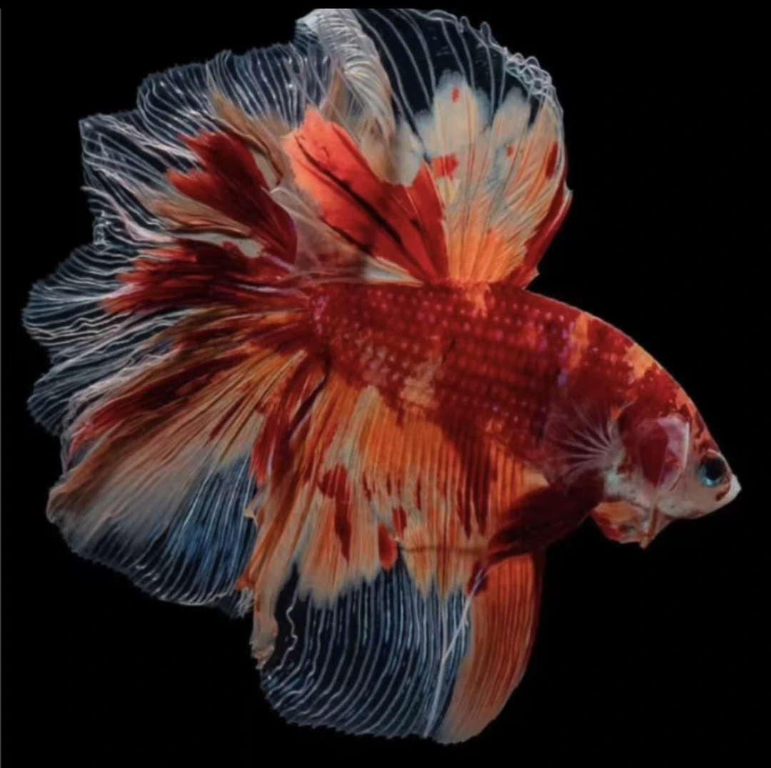 【第二版】直播选号061-120号忆珊瑚水族精品泰国斗鱼穿婚纱鱼活体