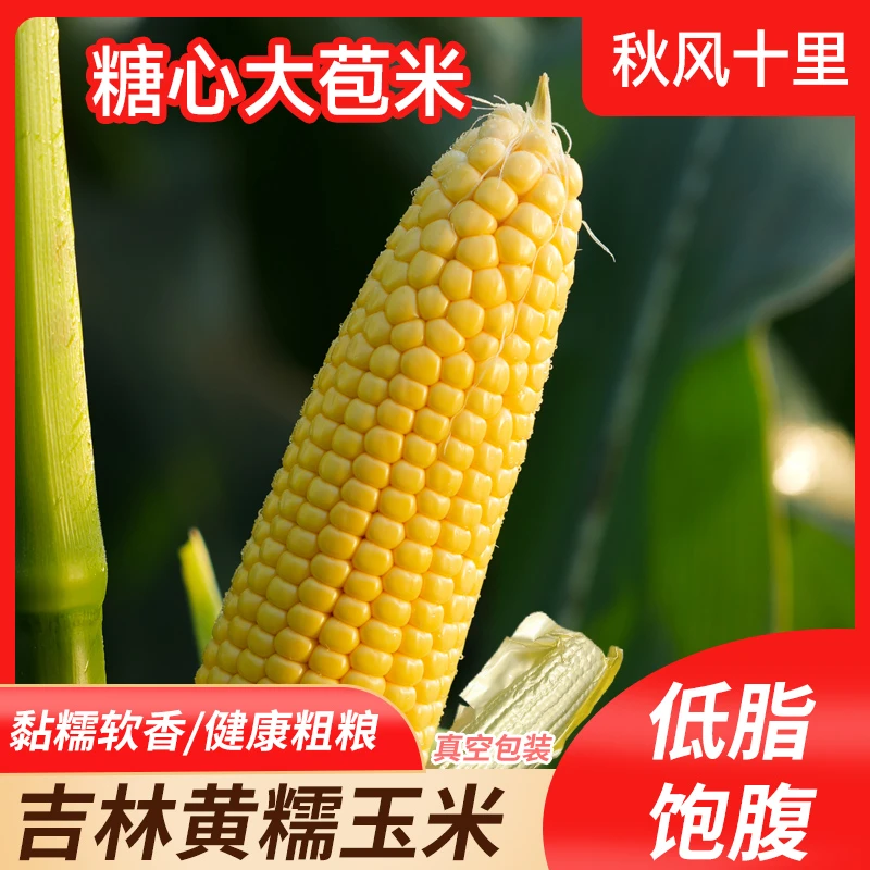 秋风十里黄糯早餐代餐甜糯玉米280g*10根