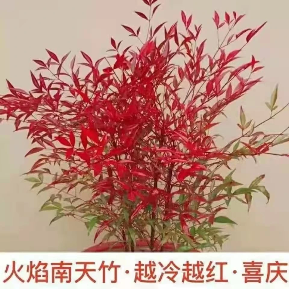 变色火焰南天竹树苗盆栽红天竹盆景观叶庭院室内耐寒绿植绿化苗木