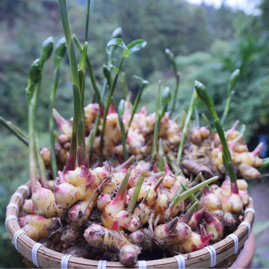 贵州苗家美琦自家种的小黄姜,新鲜现挖姜香味浓辛辣够味 10斤包邮