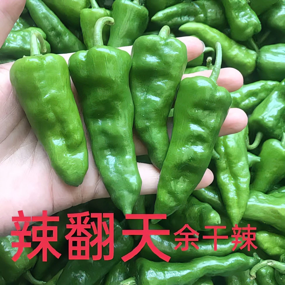 余干椒新鲜特辣香辣露天时令蔬菜现摘现发3斤5斤包邮