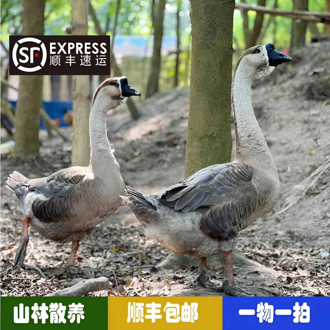 山林散养2年狮头鹅纯种正宗狮头鹅狮头鹅