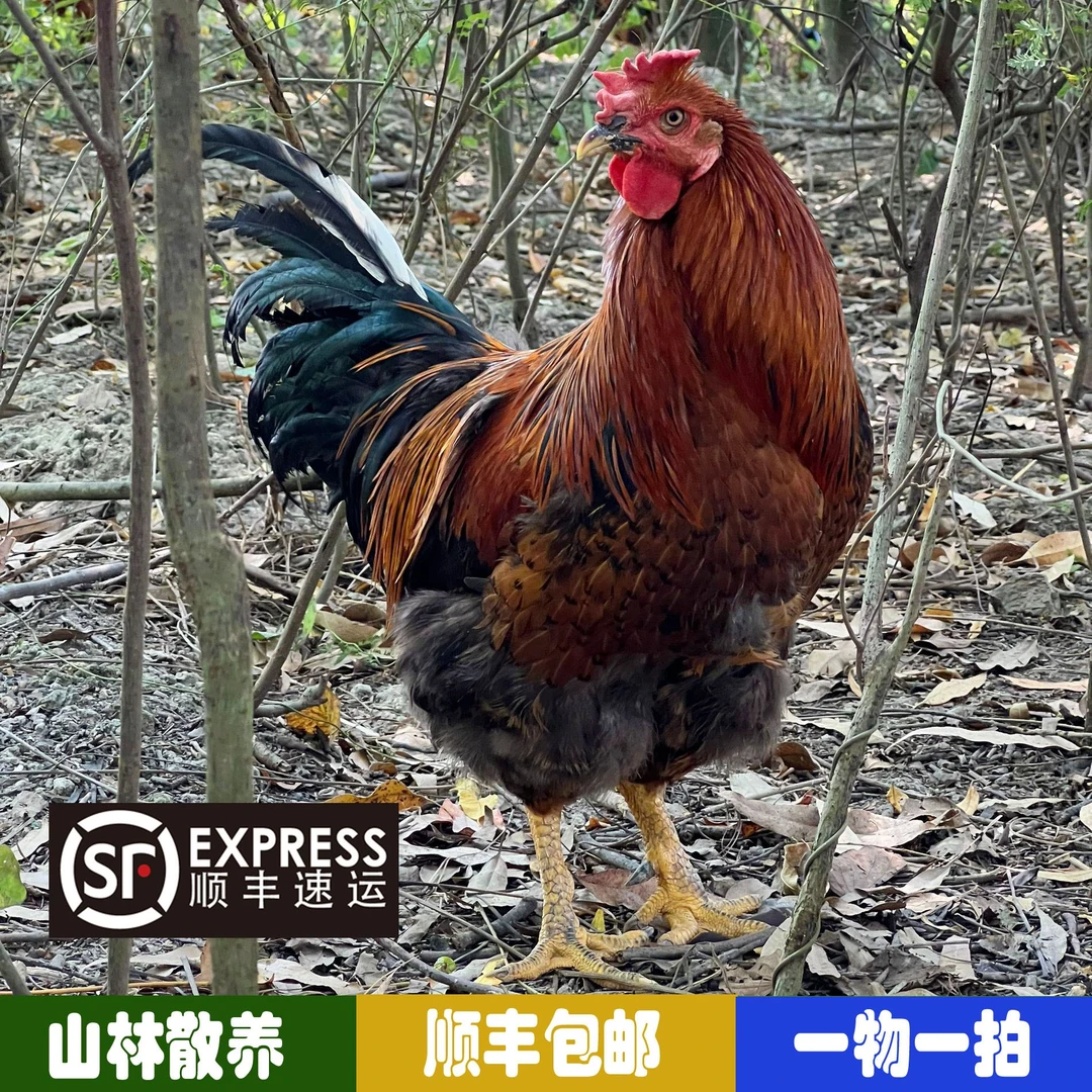 散养290天生态农家散养走地阉鸡新鲜现杀肉质鸡鲜美