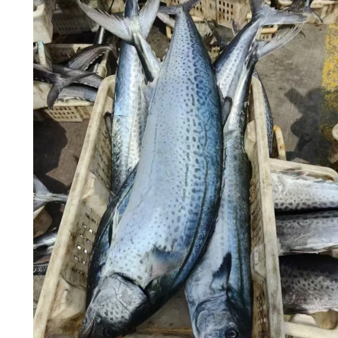 特大鲅鱼，一米长 黄渤海野生鲅鱼富含营养