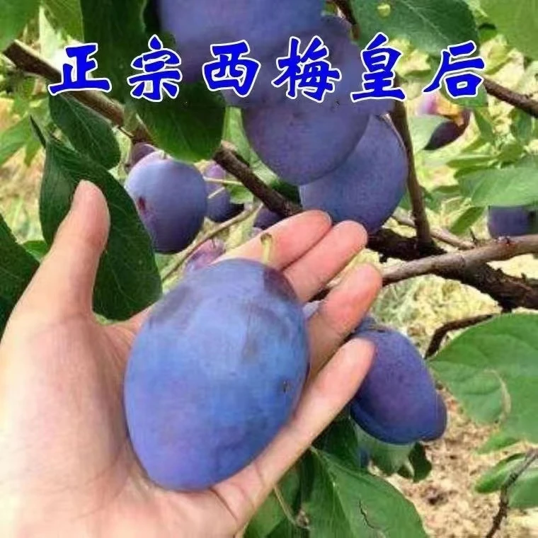 【买一颗送一颗】 西梅女神 西梅皇后李苗 西梅李苗南北方种植带土