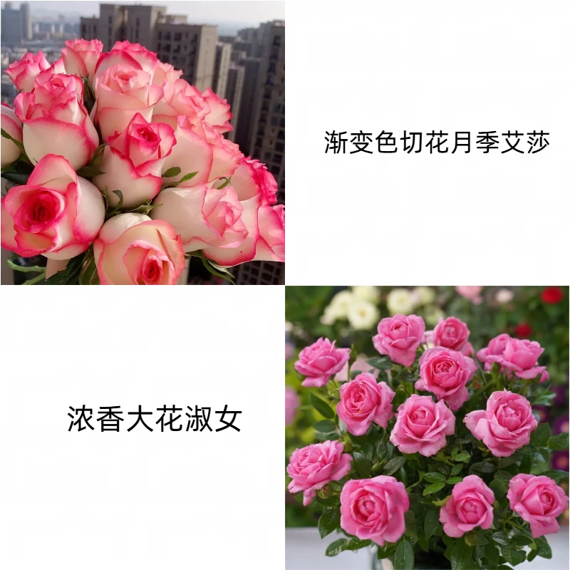 【艾莎+淑女】新手易养盆栽月季阳台月季庭院花卉多季节开花